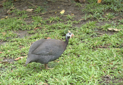 Numida meleagris domesticus