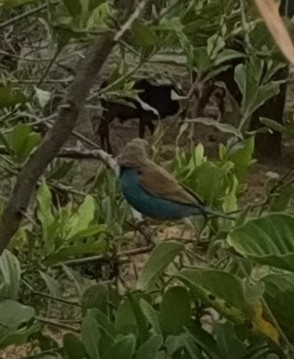 Red-cheeked Cordonbleu