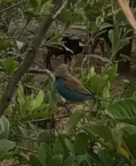 Uraeginthus bengalus