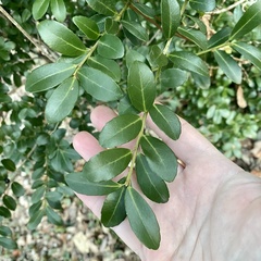 Ilex crenata