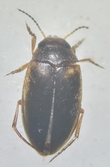 Hydroporus