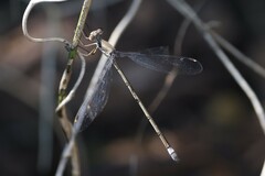Lestes sigma