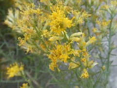 Xylothamia diffusa