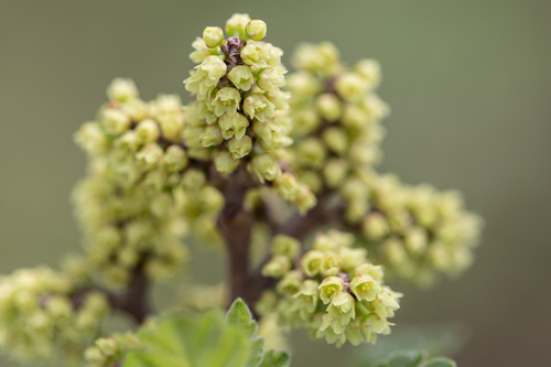 Rhus aromatica