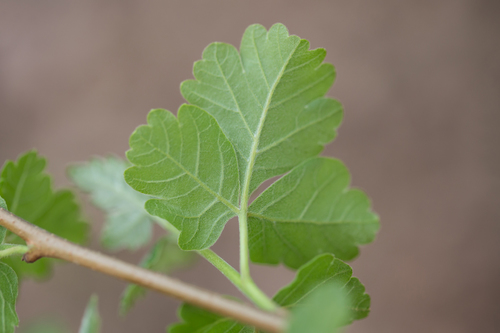 Rhus aromatica