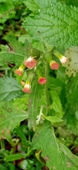 Crassocephalum crepidioides