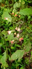 Crassocephalum crepidioides