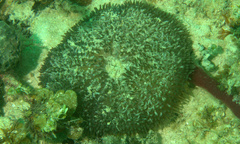 Stichodactyla helianthus