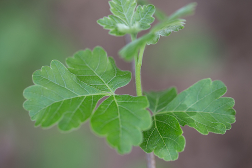 Rhus aromatica