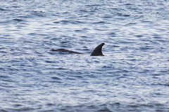 Delphininae