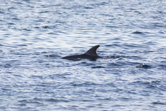 Delphininae