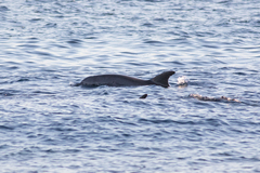 Delphininae