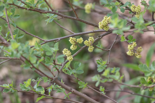 Fragrant sumac