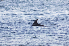 Delphininae