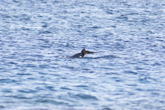 Delphininae