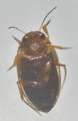 Hydroporus