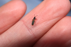 Ischnodemus sabuleti
