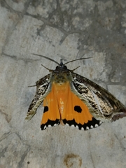 Eudocima materna