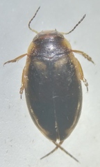 Hydroporus
