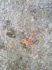 Phlebia radiata