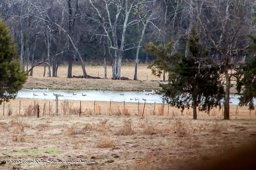 Canada Goose photographed in Tennessee