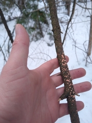 Aleurodiscus amorphus