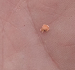 Aleurodiscus amorphus