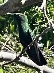 Eulampis holosericeus