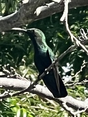 Eulampis holosericeus