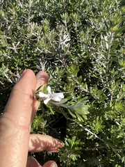 Westringia fruticosa