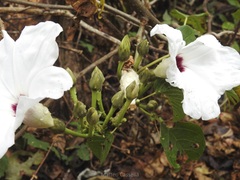 Ipomoea populina