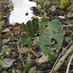Ipomoea populina