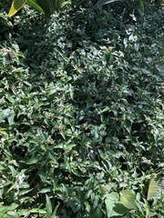 Tradescantieae
