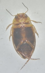 Hydroporus