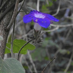 Ipomoea villifera
