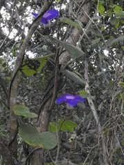 Ipomoea villifera
