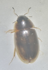 Enochrus