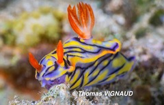 Hypselodoris nigrostriata
