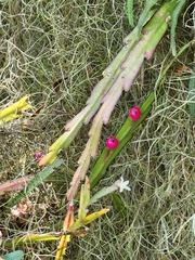 Lepismium cruciforme