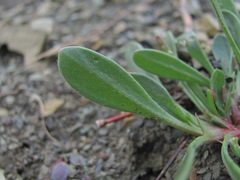 Scorpiurus muricatus