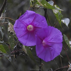 Ipomoea bernoulliana