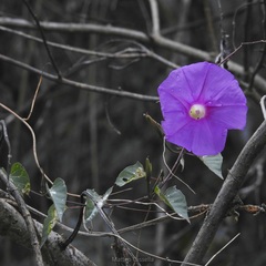 Ipomoea bernoulliana