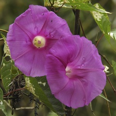Ipomoea bernoulliana