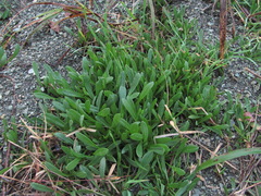 Scorpiurus muricatus