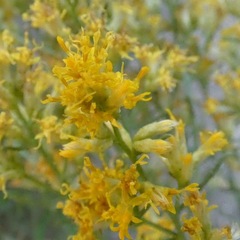 Xylothamia diffusa