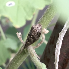 Cephisus siccifolius