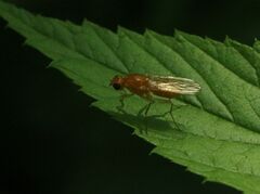 Psila fimetaria