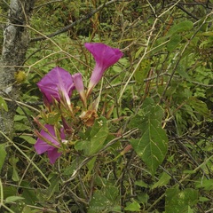 Ipomoea bernoulliana
