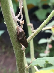 Cephisus siccifolius