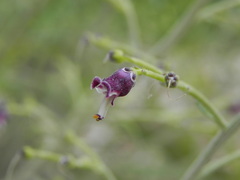 Scrophularia canina